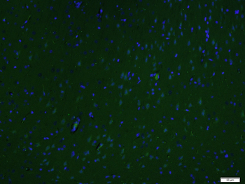 ID1 Rabbit Polyclonal Antibody (FITC)