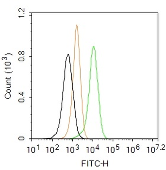 HLA-DPB1 Rabbit Polyclonal Antibody (FITC)
