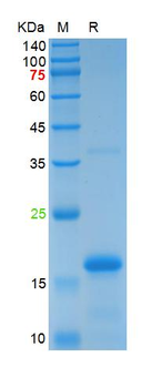 Recombinant human BMP-2 protein, N-His