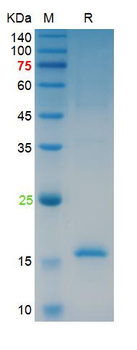 Recombinant human BMP-2 protein, N-His