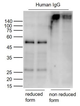 Goat Anti-Human IgG H&L, HRP conjugated