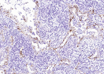 Goat Anti-Mouse IgG H&L, Biotin conjugated