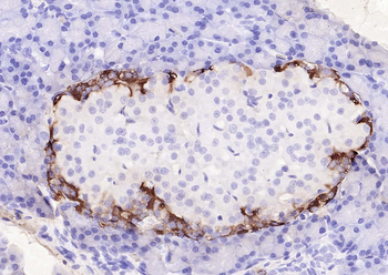 Goat Anti-Mouse IgG H&L, Biotin conjugated