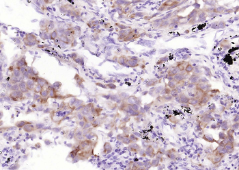 Goat Anti-Mouse IgG H&L, Biotin conjugated