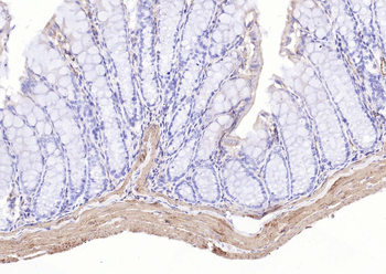 Goat Anti-Mouse IgG H&L, Biotin conjugated