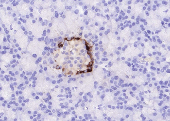 Goat Anti-Mouse IgG H&L, Biotin conjugated