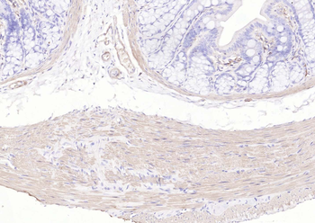 Goat Anti-Mouse IgG H&L, Biotin conjugated