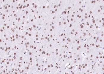 Goat Anti-Rabbit IgG H&L, Biotin conjugated