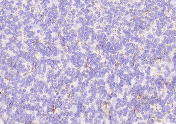 Goat Anti-Rabbit IgG H&L, Biotin conjugated