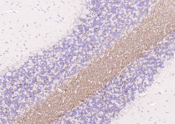 Goat Anti-Rabbit IgG H&L, Biotin conjugated