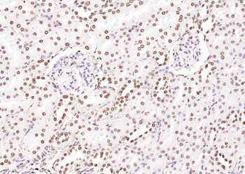 Goat Anti-Rabbit IgG H&L, Biotin conjugated