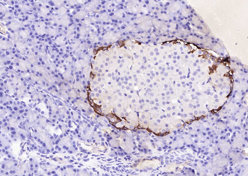 Goat Anti-Rabbit IgG H&L, Biotin conjugated