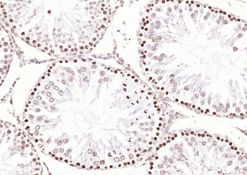 Goat Anti-Rabbit IgG H&L, Biotin conjugated