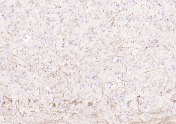 Goat Anti-Rabbit IgG H&L, Biotin conjugated