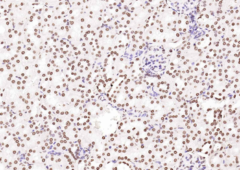 Goat Anti-Rabbit IgG H&L, Biotin conjugated