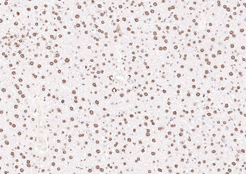 Goat Anti-Rabbit IgG H&L, Biotin conjugated