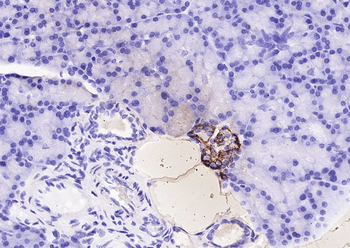 Goat Anti-Rabbit IgG H&L, Biotin conjugated