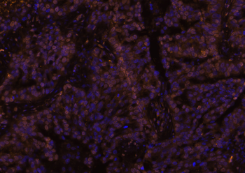 Goat Anti-Rabbit IgG H&L, Cy3 conjugated