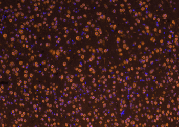 Goat Anti-Rabbit IgG H&L, Cy3 conjugated