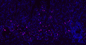 Donkey Anti-Rabbit IgG H&L, Cy5 conjugated