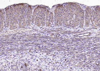 Goat Anti-Mouse IgG H&L, HRP conjugated