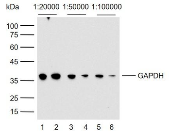 Goat Anti-Mouse IgG H&L, HRP conjugated