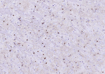 Goat Anti-Mouse IgG H&L, HRP conjugated