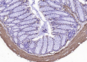 Goat Anti-Mouse IgG H&L, HRP conjugated