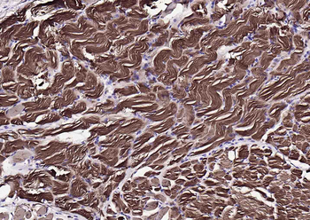 Goat Anti-Mouse IgG H&L, HRP conjugated