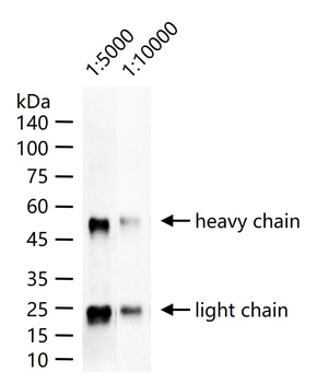 Mouse Anti-Goat IgG H&L, HRP conjugated