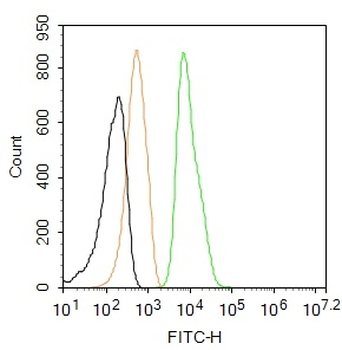 Phospho-Histone H3 (Ser10) Rabbit Polyclonal Antibody (FITC)