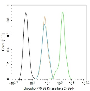 Phospho-P70 S6 Kinase beta 2 (Ser370) Rabbit Polyclonal Antibody