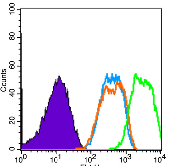Phospho-VEGF receptor 2 (Tyr1059) Rabbit Polyclonal Antibody