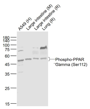 Phospho-PPAR Gamma (Ser112) Rabbit Polyclonal Antibody