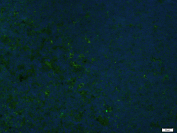 Phospho-ZAP70 (Tyr493) Rabbit Polyclonal Antibody (FITC)
