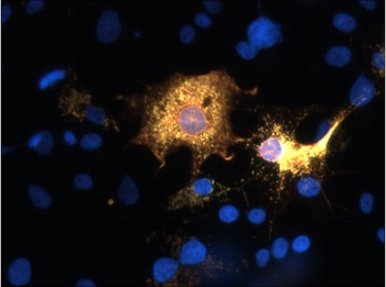 SARM1 Antibody