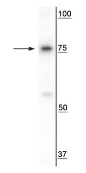 SARM1 Antibody