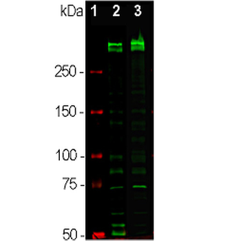 Ki-67 Antibody