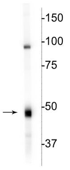 CNP (2,3-cyclic nucleotide-3-phosphodiesterase) Antibody