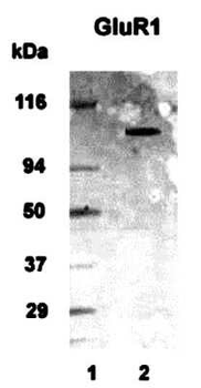 mGluR1 Antibody
