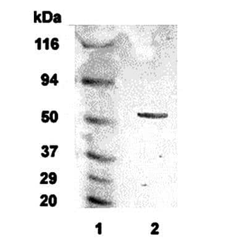 Adrenergic Receptor Alpha 2c Antibody