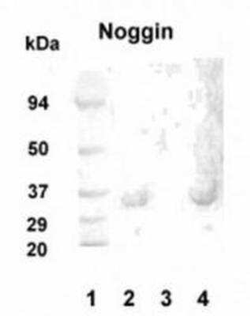 Noggin Antibody