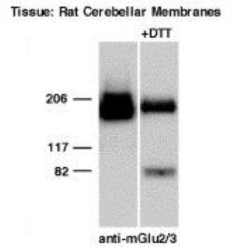 mGluR2/3 Antibody