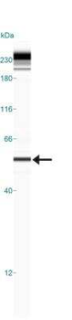 Pink1 Antibody