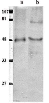 EAPII Antibody