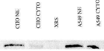Ku80 Antibody