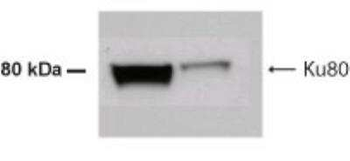 Ku80 Antibody