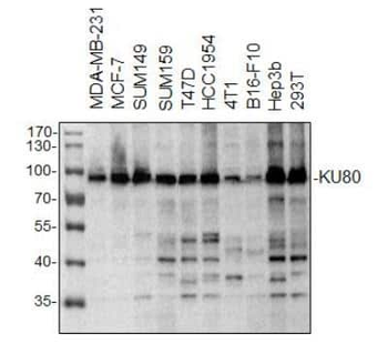 Ku80 Antibody