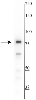 Ku80 Antibody