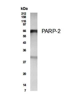 PARP2 Antibody